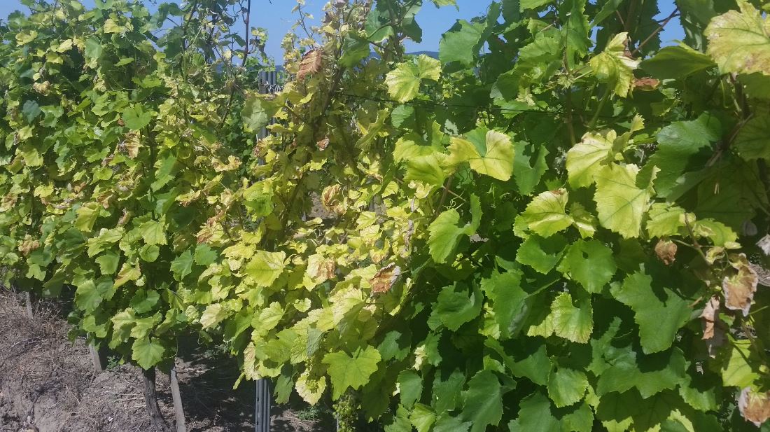 Magnéziumhiány tünete