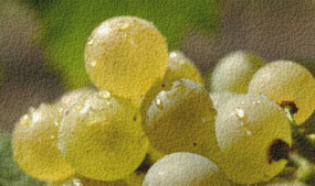 Demjén hegyközségének bemutatása – szőlőtermesztés, fajták és borászat