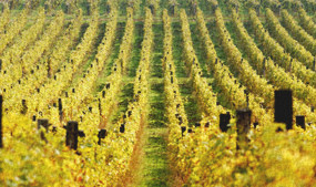 Egerszalók hegyközség