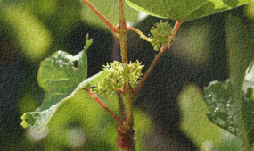 Egerszólát hegyközség